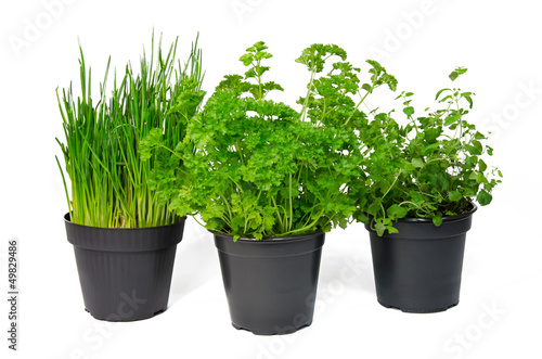 Photo: Schnittlauch, Petersilie & Oregano Schnittlauch, Petersilie & Oregano