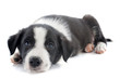 puppy border collie