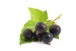 Black currant