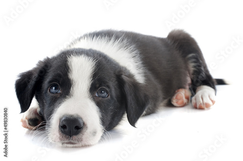 Photo: puppy border collie puppy border collie