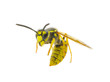 wasp