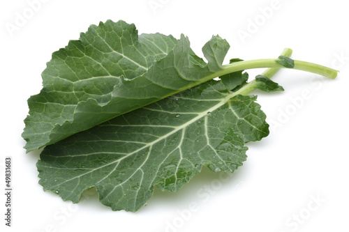 Photo: Fresh Collard Greens Fresh Collard Greens