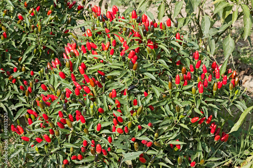 Photo: chili pepper chili pepper