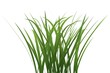 tuft of grass isolated over white background