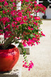 Bougainvillea flowers in a patio