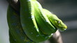 Video: Green snake in rain forest, Thailand Green snake in rain forest, Thailand
