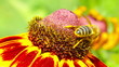 flower and small bee