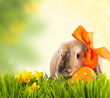 kaninchen im gras