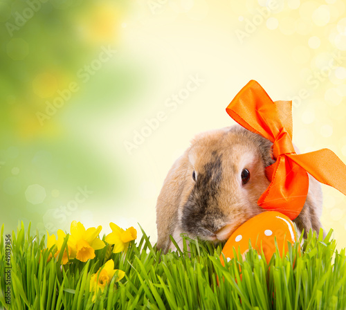Photo: kaninchen im gras kaninchen im gras