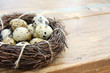 Wachteleier im Nest