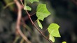 Video: Many leafs of ivy cover a wall Many leafs of ivy cover a wall