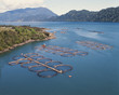 salmon cages