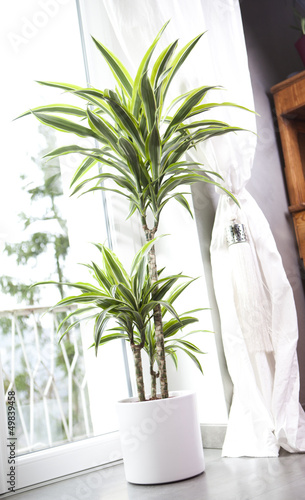 Photo: dracaena dracaena