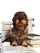 Dackel beim Lesen