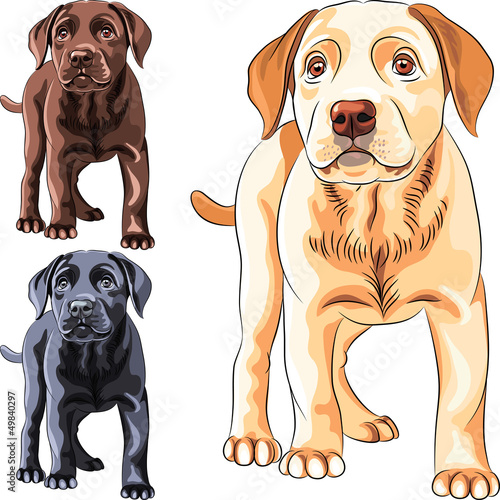 Vector: vector set puppy dog breed Labrador Retriever vector set puppy dog breed Labrador Retriever