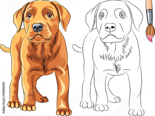 Vector: Vector Coloring Book of red Puppy dog Labrador Retriever Vector Coloring Book of red Puppy dog Labrador Retriever