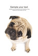 Close-up of Pug