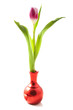 Tulip in beauty