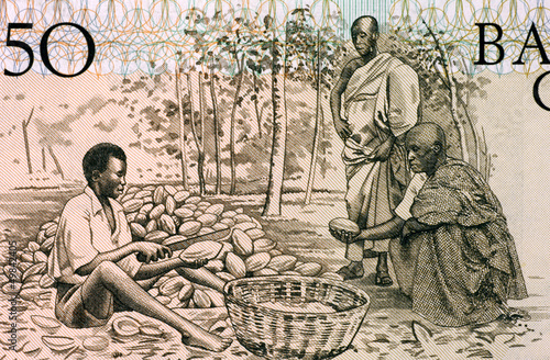 Photo: Men Splitting Cacao Pots Men Splitting Cacao Pots
