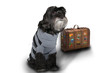 schwarzer hund Strickpullover koffer freigestellt