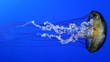 Sea Nettle, jellyfish