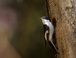 European Pied Flycatcher at a hollow