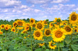 Sunflower field.