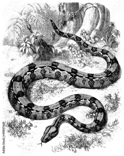 Illustration: Snake (Boa Gigas) Snake (Boa Gigas)