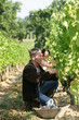 couple working in their vineyard