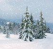 Frosty day in mountains Carpathian, Ukraine.
