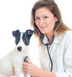 Female veterinarian examining jack russell terrier