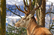 Hirsch gross