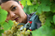 Woman picking grapes