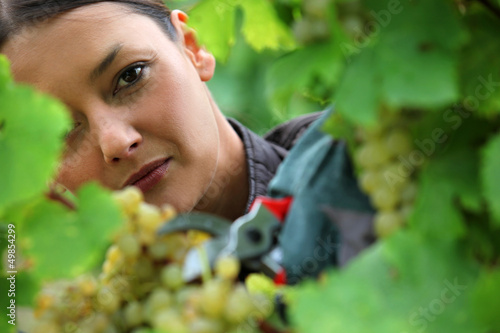 Photo: Woman picking grapes Woman picking grapes