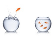 fish escape