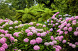 Pink hydrangeas in Quinta da Regaleira. Sintra, Portugal