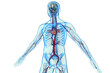 Human body with cardiovascular system