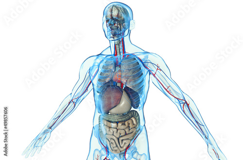 Illustration: 3D human body with internal organs 3D human body with internal organs