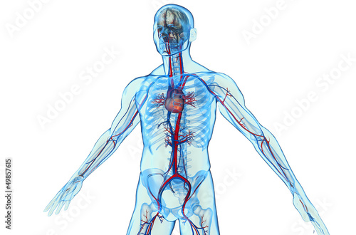 Illustration: Human body with cardiovascular system Human body with cardiovascular system