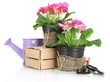 Beautiful pink primula in flowerpots and gardening tools,