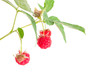 ripe raspberry and green berries