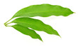 mango leaves
