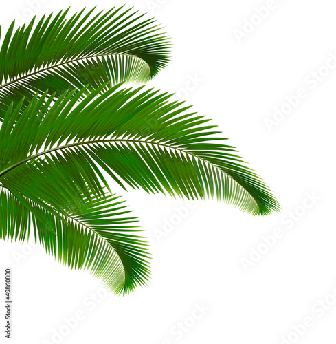 Vector: Palm leaves on white background. Vector illustration. Palm leaves on white background. Vector illustration.