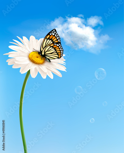Vector: Nature spring daisy flower with butterfly. Vector illustration. Nature spring daisy flower with butterfly. Vector illustration.