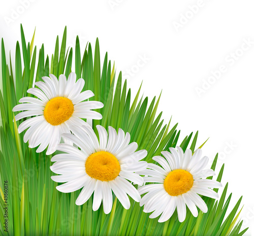 Vector: Nature background with beautiful flowers.Vector illustration Nature background with beautiful flowers.Vector illustration