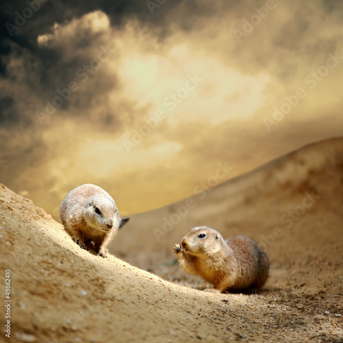 Photo: Marmot under sky Marmot under sky