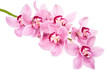 pink orchid flowers isolated