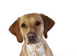 Aufmerksamer Hund Vizsla Dalmatiner Mischling