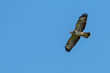 Bussard