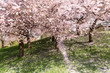 kirschbaum